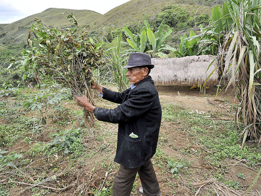 'Sin la coca no tenemos nada' lamentan campesinos bolivianos