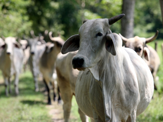 Escalofriante venta subvaluada de ganado vacuno