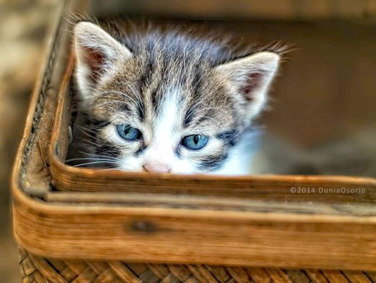 Así celebran hondureños el Día del Gato