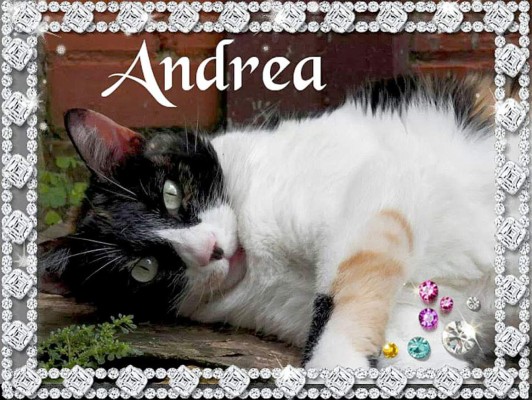 Así celebran hondureños el Día del Gato