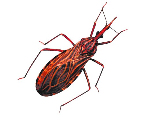 ¡Celebremos con prevención!