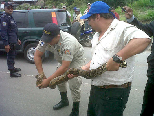 Bomberos rescatan una boa en el anillo periférico