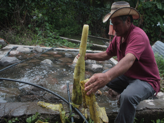 Por falta de fondos permanece cerrada maquila de paste