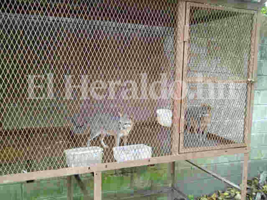 Allanan casas de 'Chepe' Handal en SPS