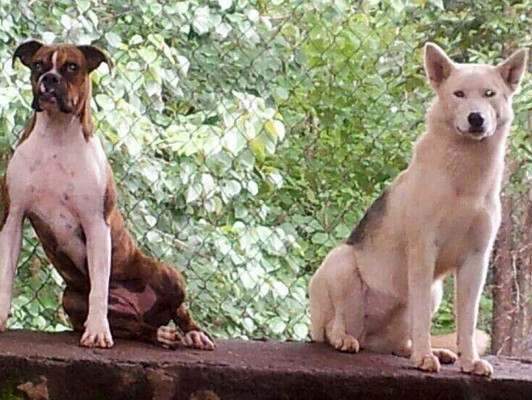 Día Mundial de los Animales: Las mascotas de nuestros lectores