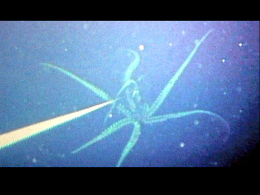 Filman calamar gigante