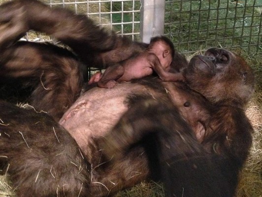 Bebé gorila se reúne con madre en zoológico de San Diego