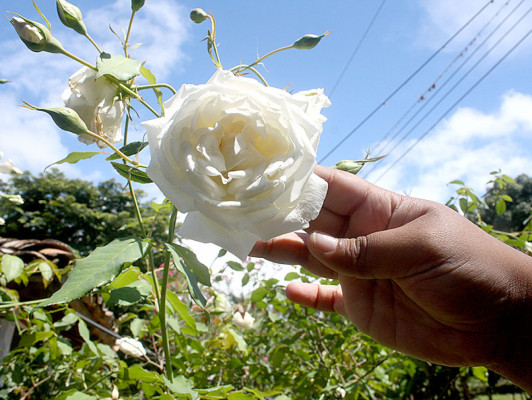 Flores que embellecen los jardines de Danlí