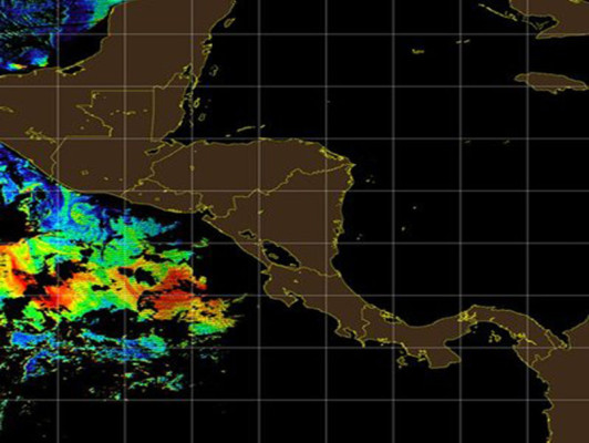 Indagan si microalgas provocan muerte de tortugas