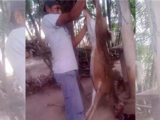 Yoreño cazó a un venado cola blanca