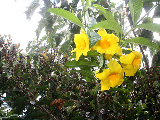 Flores que embellecen los jardines de Danlí
