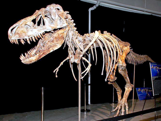 An image from documents released from the U.S. Attorney's office, Monday, June 18, 2012 shows the fossil of a Tyrannosaurus bataar dinosaur at the center of a lawsuit demanding its return to Mongolia. A lawsuit brought by the U.S. government demanded Monday June 18, 2012, the fossil be turned over to the United States by an auction house so that it can be returned to its home in Mongolia. (AP Photo/U.S Attorney Office for the Southern District of New York, Handout)