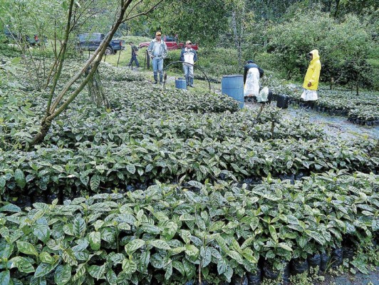 Banadesa dispone de L 900 millones