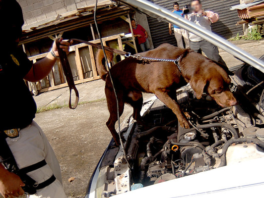 Nuevo escuadrón canino desata lucha antidrogas en Honduras