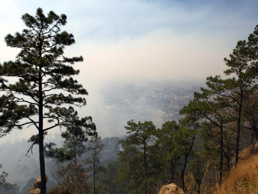 350,000 hectáreas de bosque quemadas