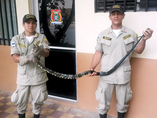 Capturan serpiente de más de dos metros de largo