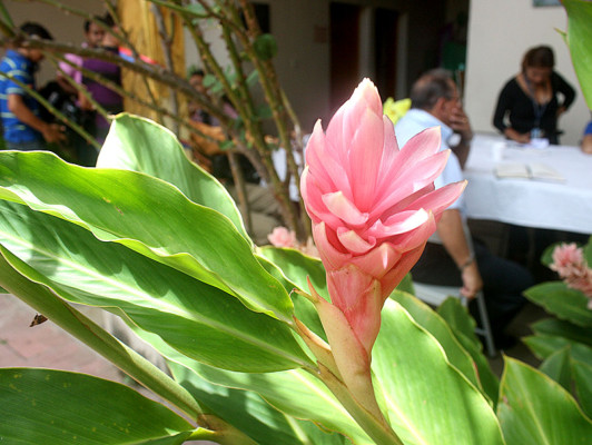Flores que embellecen los jardines de Danlí