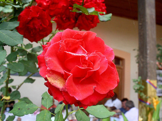 Flores que embellecen los jardines de Danlí