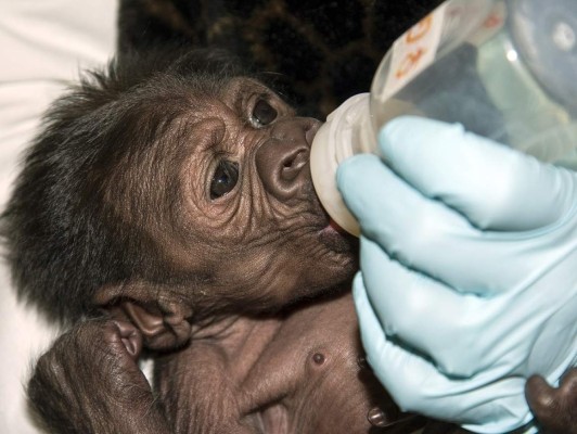 Bebé gorila se reúne con madre en zoológico de San Diego