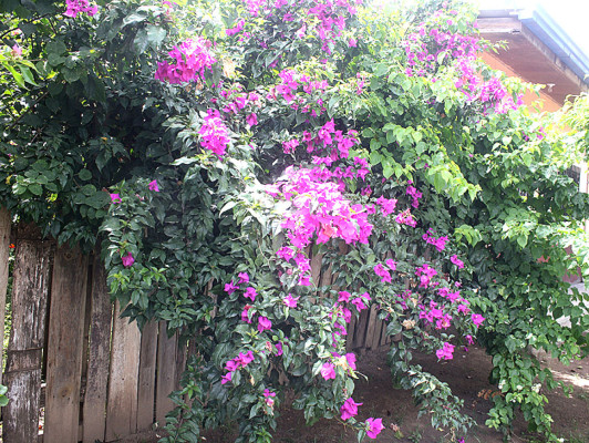 Flores que embellecen los jardines de Danlí