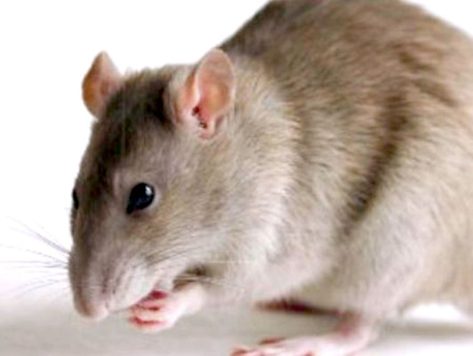 Rata y zorro a la venta