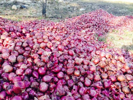 Gobierno asegura que no ha autorizado importación de cebolla a Honduras