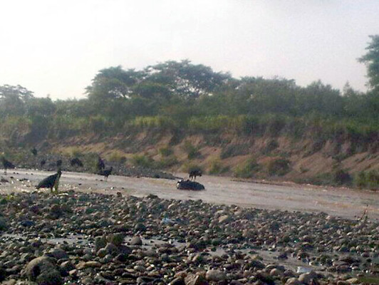 Hallan cadáveres de dos mujeres en el río Chamelecón