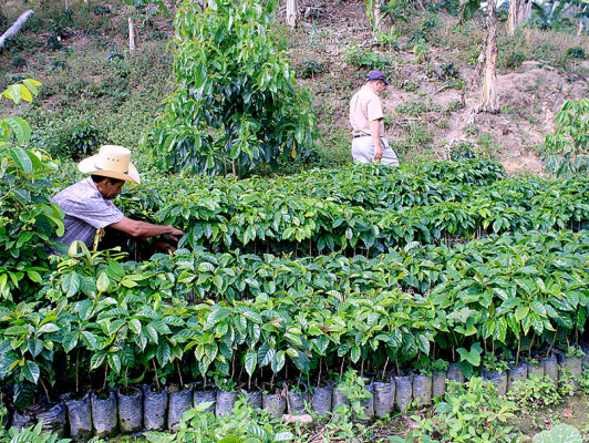 Producción de café: una tradición ancestral de El Paraíso