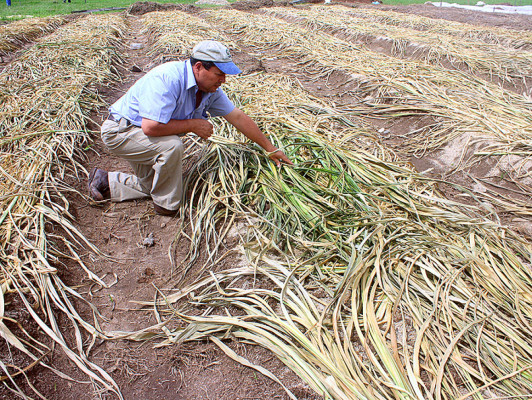 Producción de café: una tradición ancestral de El Paraíso