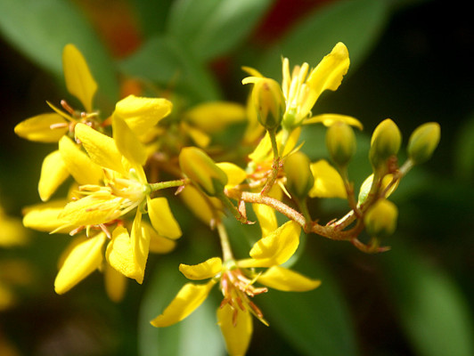 Flores que embellecen los jardines de Danlí