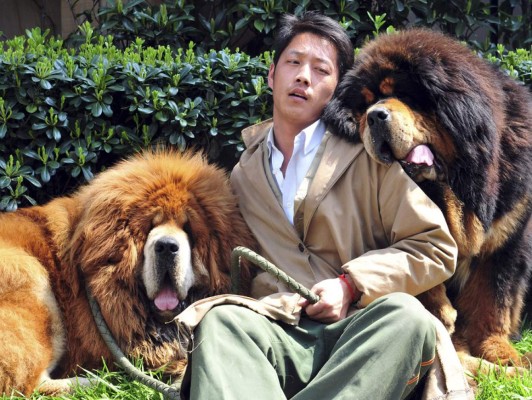 Hombre pagó 2 millones de dólares por un perro