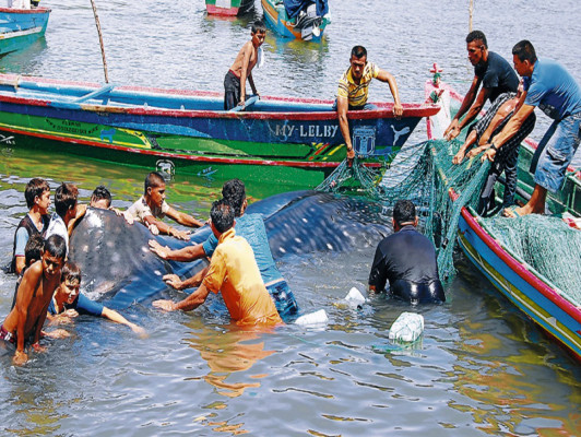 Honduras: Pescadores liberan a una ballena varada en el sur del país