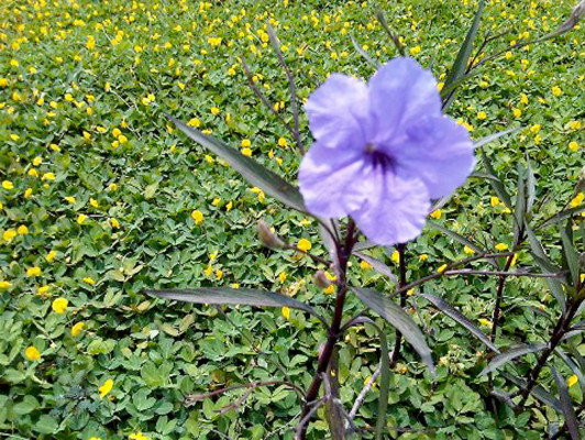 EL HERALDO te premia en el Día de la Tierra