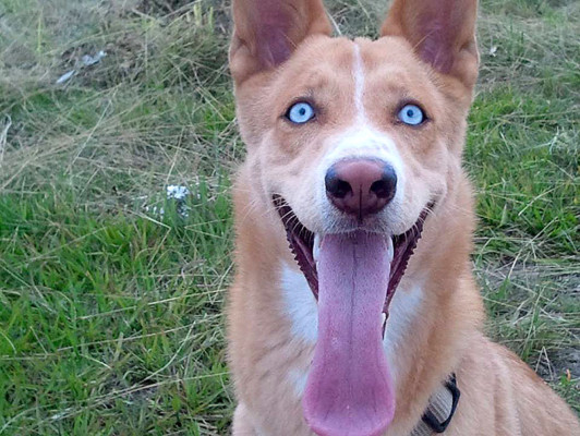 Día Mundial de los Animales: Las mascotas de nuestros lectores