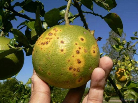 Plaga asiática amenazan plantaciones de cítricos en Honduras