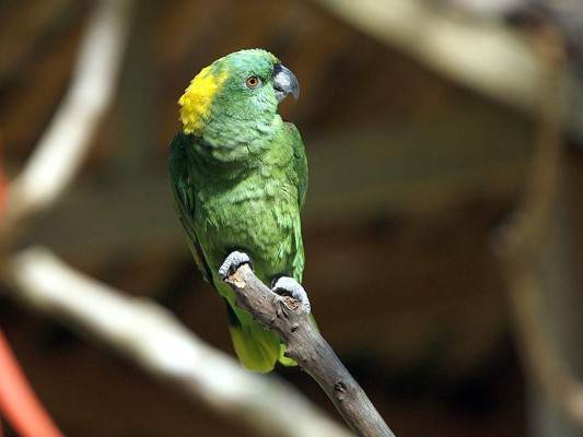 Flora y Fauna