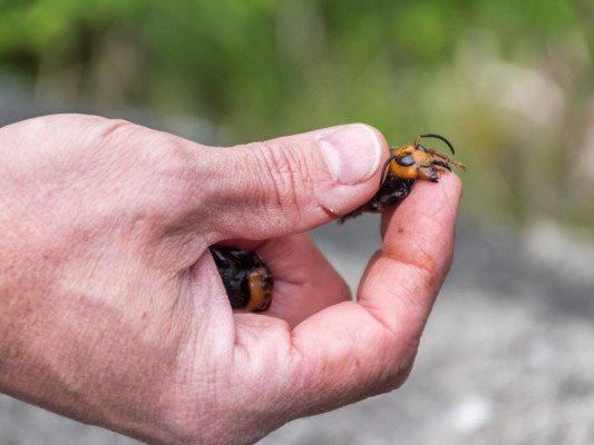 Alarma en Estados Unidos tras hallazgo de 'avispones asesinos'