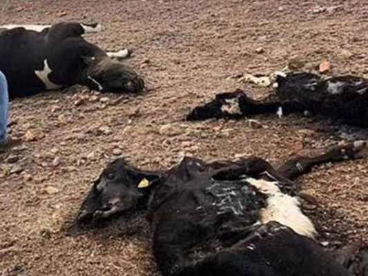 Guatemala en alerta por muerte repentina de unas 2,500 reses