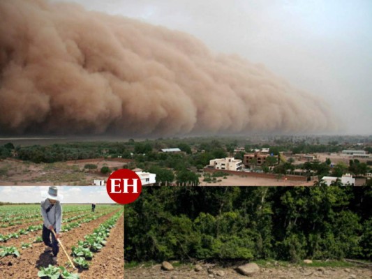 La nube de polvo del Sahara y sus múltiples beneficios para la vegetación
