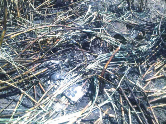 Encuentran cinco osamentas en Río Lindo, Cortés, al norte de Honduras