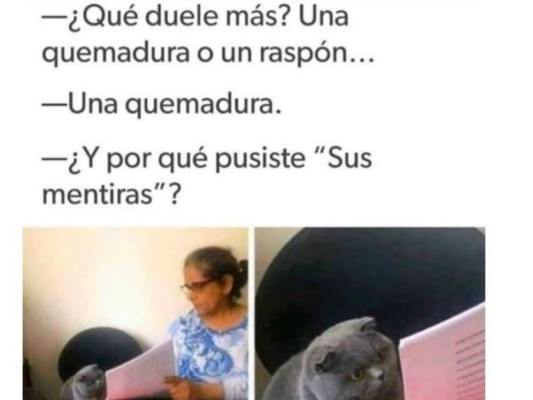 Divertidos memes del gato regañado que invaden las redes