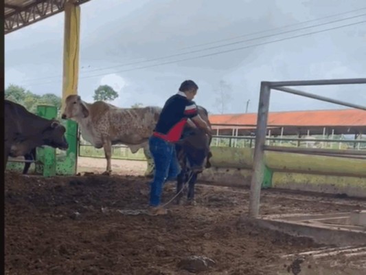 Los lujos que mostraba el extraditable hondureño Óscar Santos Tobar en TikTok