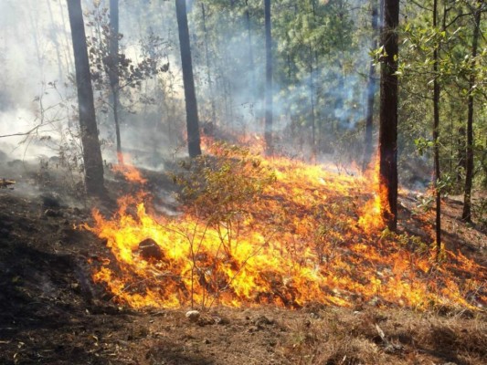 Fuego provoca daños en unas 80 hectáreas de bosque en Zarabanda