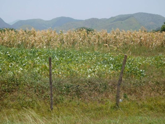 Orocuina se declara en emergencia por sequía