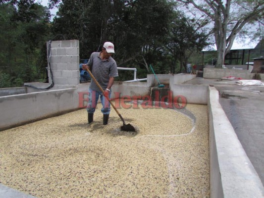 Ihcafé podrá subir 2.5% más a créditos para productores