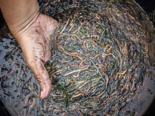 La extraña tradición con la que buscan atraer turistas en Indonesia