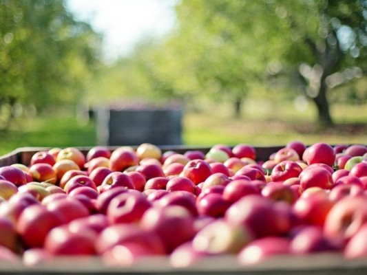 El vinagre de manzana contiene propiedades antibacterianas, antivirales y antifúngicas. Foto: Pixabay