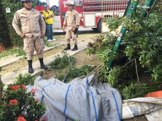 Muere obrero al caerse de un árbol en Comayagua
