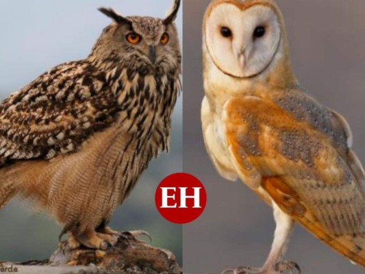 ¿Qué animal te representa según el horóscopo maya?&nbsp;&nbsp;