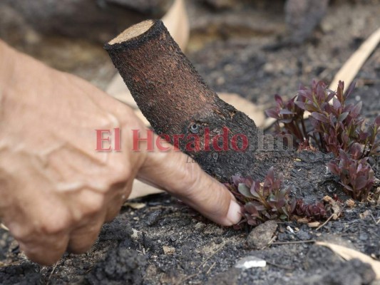 FOTOS: Voraces incendios dejan sin hogar a familias australianas
